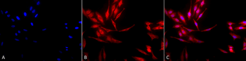 HSP40 Antibody (FITC)