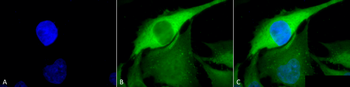 HSP70 Antibody (APC)