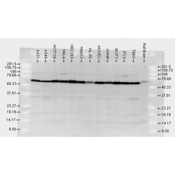 HSP70 Antibody (APC)