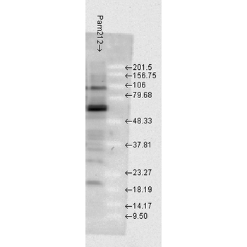 HSP70 Antibody (APC)