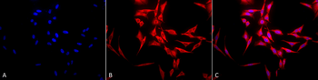 HSP70 Antibody (HRP)