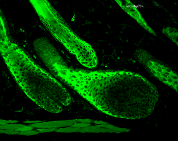 HSP70 Antibody (RPE)