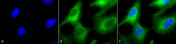 HSP90 Antibody (APC)