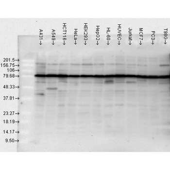 HSP90 Antibody (PerCP)