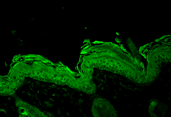 HSP90 Antibody (PerCP)
