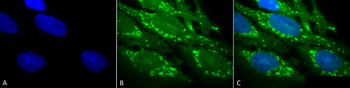 HSP60 Antibody (Biotin)