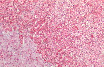 HSP60 Antibody (Biotin)