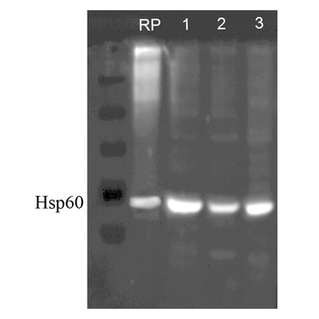 HSP60 Antibody (PerCP)