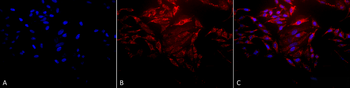 HSP60 Antibody (PerCP)