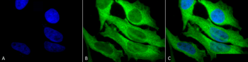 HSP27 Antibody (Biotin)