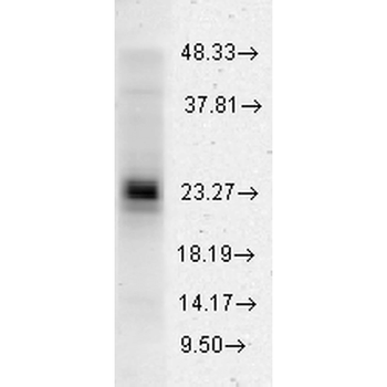 HSP27 Antibody (Biotin)