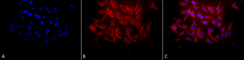 HSP27 Antibody (Biotin)