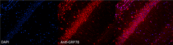 GRP78 Antibody (FITC)