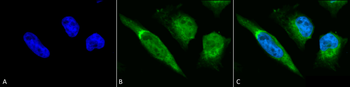 GRP78 Antibody (FITC)