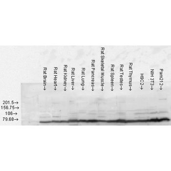 GRP78 Antibody (FITC)