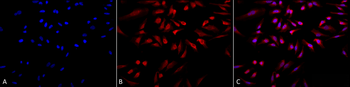 GRP78 Antibody (FITC)
