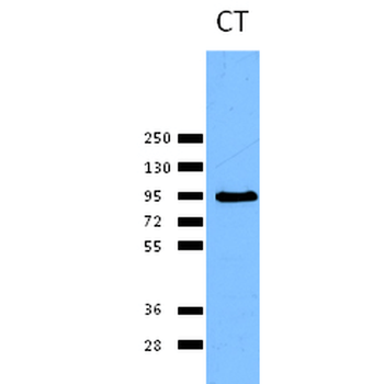 Calnexin-CT Antibody (HRP)