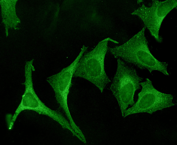 Calnexin-CT Antibody (PerCP)