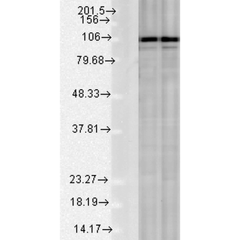 Calnexin-CT Antibody (PerCP)