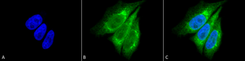 KDEL Antibody (FITC)