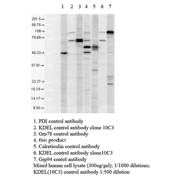 KDEL Antibody (FITC)