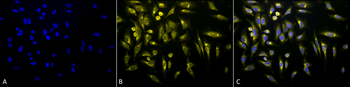 KDEL Antibody (FITC)