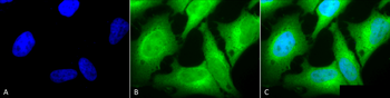 HO-1 Antibody (FITC)