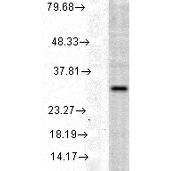 HO-1 Antibody (FITC)