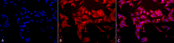HO-1 Antibody (FITC)
