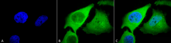 HO-1 Antibody (FITC)