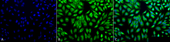 PDI Antibody (FITC)
