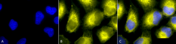 PDI Antibody (PerCP)