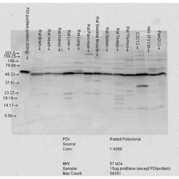 PDI Antibody (PerCP)