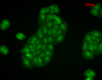 Calnexin-CT Antibody (PerCP)