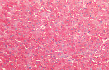 HSP60 (P. falciparum) Antibody (Biotin)
