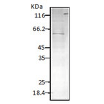 HSP60 (P. falciparum) Antibody (FITC)