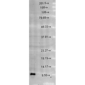 Cpn10 Antibody (Biotin)