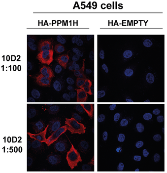 PPM1H Antibody (HRP)
