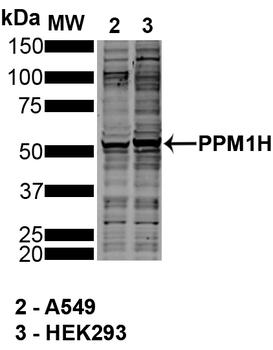 PPM1H Antibody (Biotin)