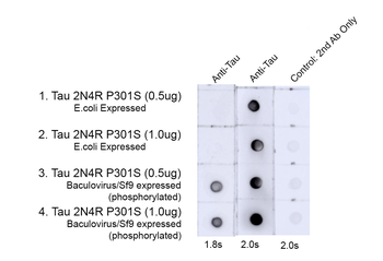 Tau (pThr217) Antibody (HRP)