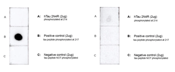 Tau (pThr217) Antibody (FITC)