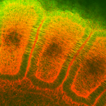 HSP27 Antibody (Biotin)