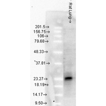 HSP27 Antibody (Biotin)