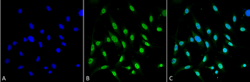 GRP78 Antibody (FITC)