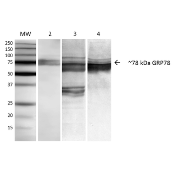 GRP78 Antibody (HRP)