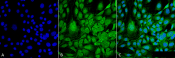 GRP78 Antibody (FITC)