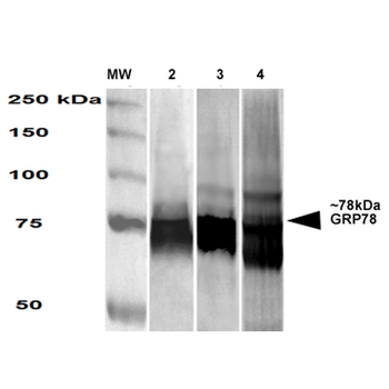 GRP78 Antibody (FITC)