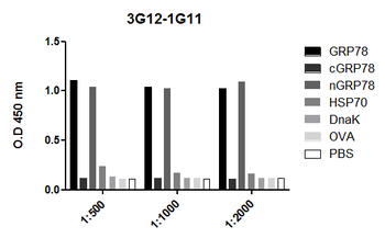 GRP78 Antibody (FITC)