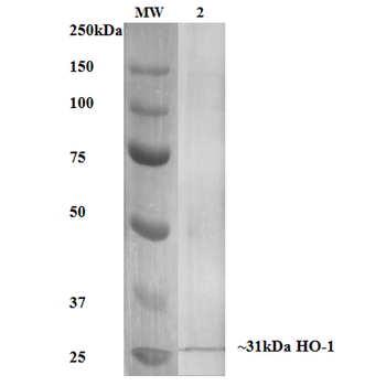 HO-1 Antibody (FITC)