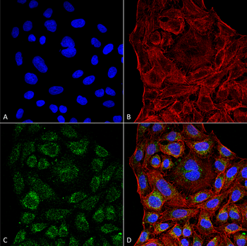 ERp57 Antibody (HRP)